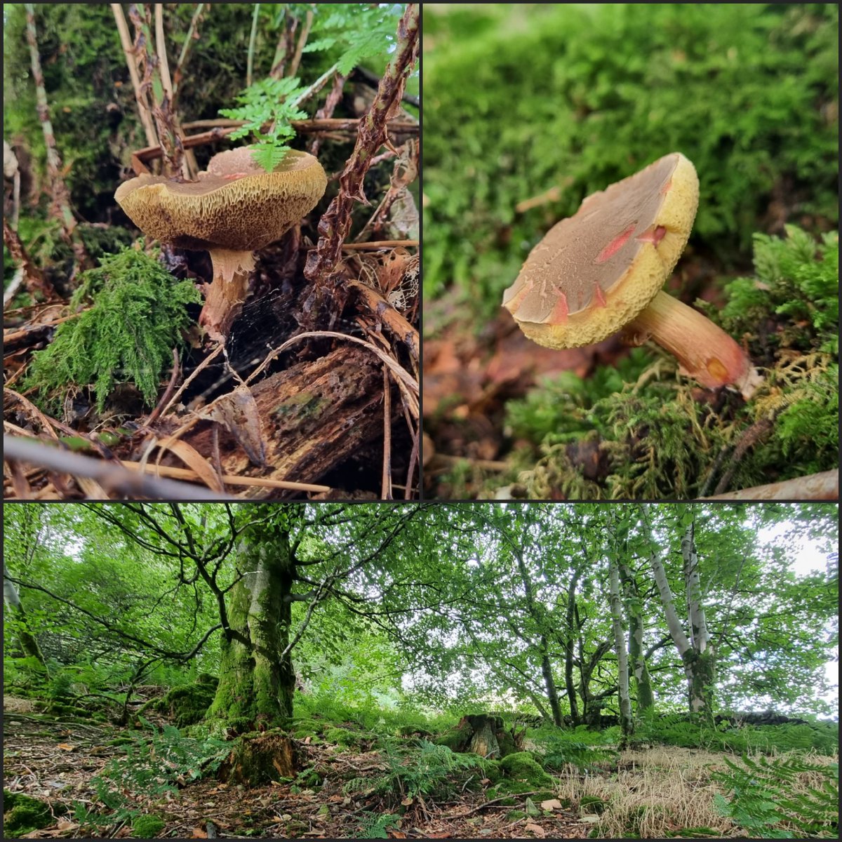 Is anyone able to help me identify these gorgeous #fungi growing amid old stumps in our woods? Surrounding trees are a mix of birch, beech, oak, sycamore and rowan. Not sure what the stumps were as they were taken down before we moved in. <a href="/BritMycolSoc/">British Mycological Society</a> @KewMycology