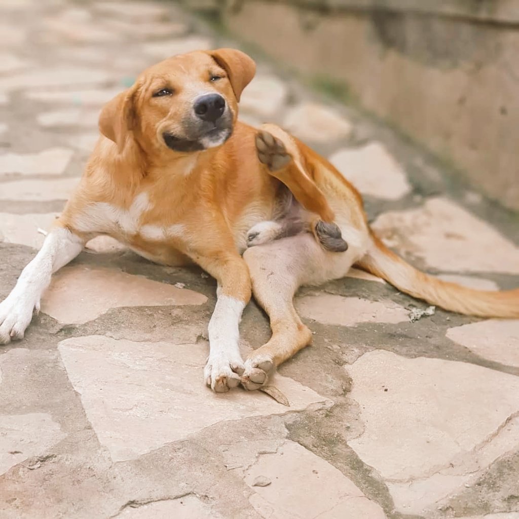 RanchoHome's tweet photo. Hey Dog lovers💕🐾🐶🐕
Thank you for donating recently to rent to secure our place for the month🐾💕
We are currently down on food and some friends need treatment

#homefordogs
#donate
#DogsAreFamily 
#SavePups
#Dog 
#DogLover 

Donate through PayPal
https://t.co/kmn6CCIZXA https://t.co/n0ly4x4P8J