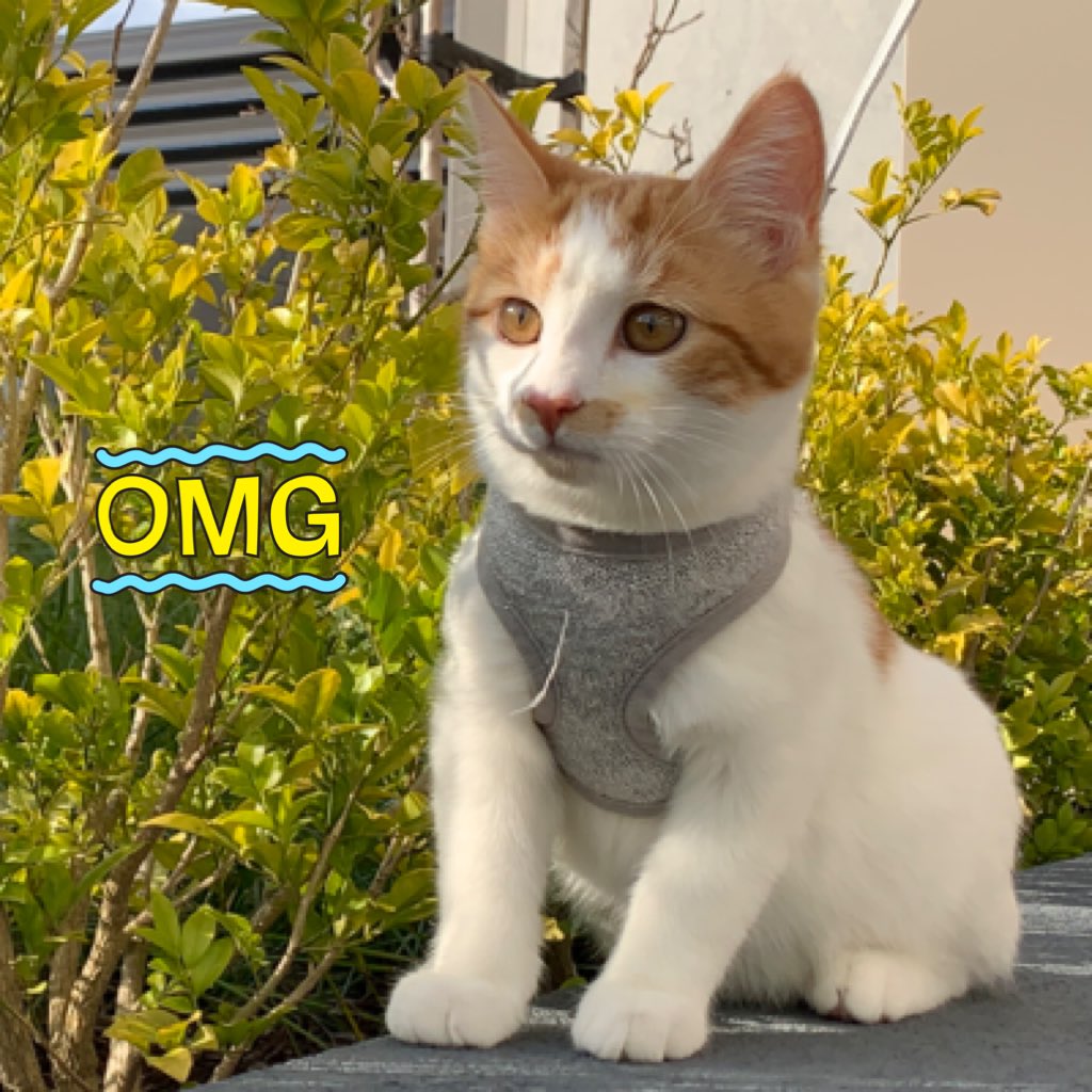 BagelHouseCat's tweet photo. #NewProfilePic https://t.co/kdwEq8Tvuo