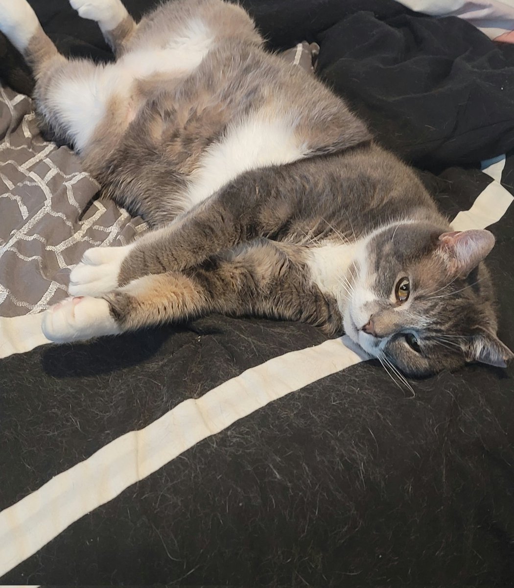 Liquid_Violette's tweet photo. @IkumiNasai This little sweetheart - Hina! She was a rescue who showed up at my parents house, and now she's living spoiled and happy. :) https://t.co/wOX3QJ0HJC