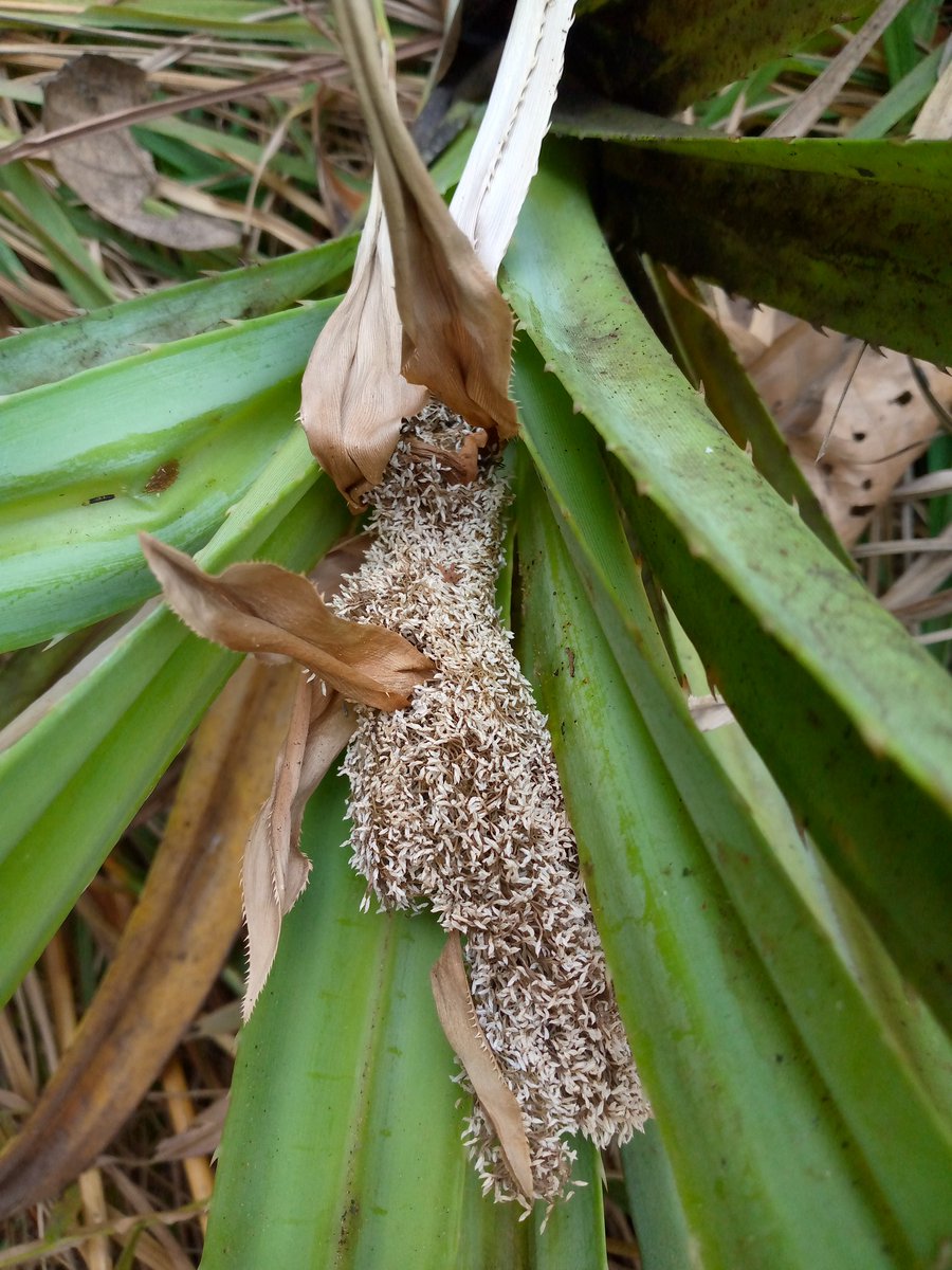 IlungaEdouard's tweet image. #Pandanus, male flowers, gallery forest along Kanzenze river, Lwalaba province, #DRC. @BGM_coll_res Meerts, Ilunga and @Mylor_Shutcha collection.