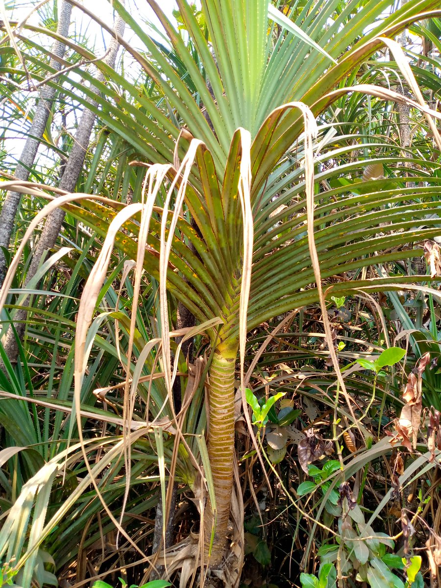 IlungaEdouard's tweet image. #Pandanus, male flowers, gallery forest along Kanzenze river, Lwalaba province, #DRC. @BGM_coll_res Meerts, Ilunga and @Mylor_Shutcha collection.