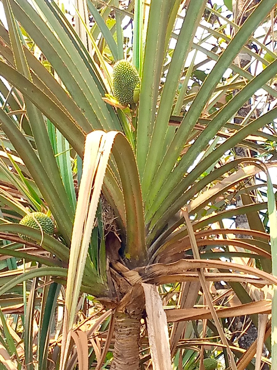 IlungaEdouard's tweet image. #Pandanus, femelle flowers, gallery forest along #Kanzenze river, #Lwalaba province, #DRC
