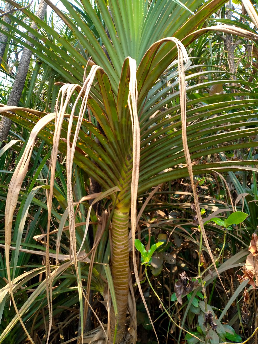 IlungaEdouard's tweet image. #Pandanus, femelle flowers, gallery forest along #Kanzenze river, #Lwalaba province, #DRC