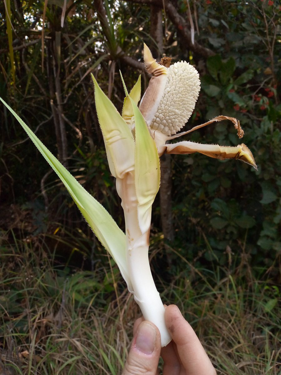 IlungaEdouard's tweet image. #Pandanus, femelle flowers, gallery forest along #Kanzenze river, #Lwalaba province, #DRC