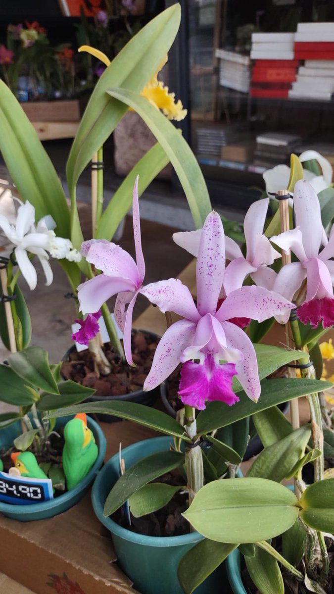 salvarvores's tweet photo. orquídeas: Venha ver nossas Orquídeas... Whats: 19 9 8407-3337 https://t.co/1eEGGbgcHX 
Marcadores: nossas, orquídeas, sp, sumare, Sumaré, sumaré sp, venha, venha ver nossas orquídeas, ver https://t.co/j8ghLMpbvS