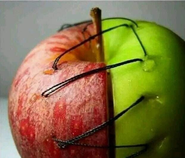 ToheedA94055850's tweet photo. 👈🏻سـرخ اورسبزسیب ومیاں بیوی کارشتہ👉🏻
تصویرمیں سرخ وسبزسیب کودھاگےسے باندھ دیاگیاہےبالکل ایسےہی ایک مرداورعورت کو شادی کےبندھن میں باندھ دیاجاتاہےسبزاورسرخ سیب رنگ اورذائقہ کےلحاظ سےایک دوسرےسےالگ ہیں بالکل ایسےہی میاں بیوی بھی ذہنی اورنفسیاتی لحاظ سےایک دوسرےسےمختلف ہوتےہیں لیکن۔ https://t.co/sOHAtb2UfS