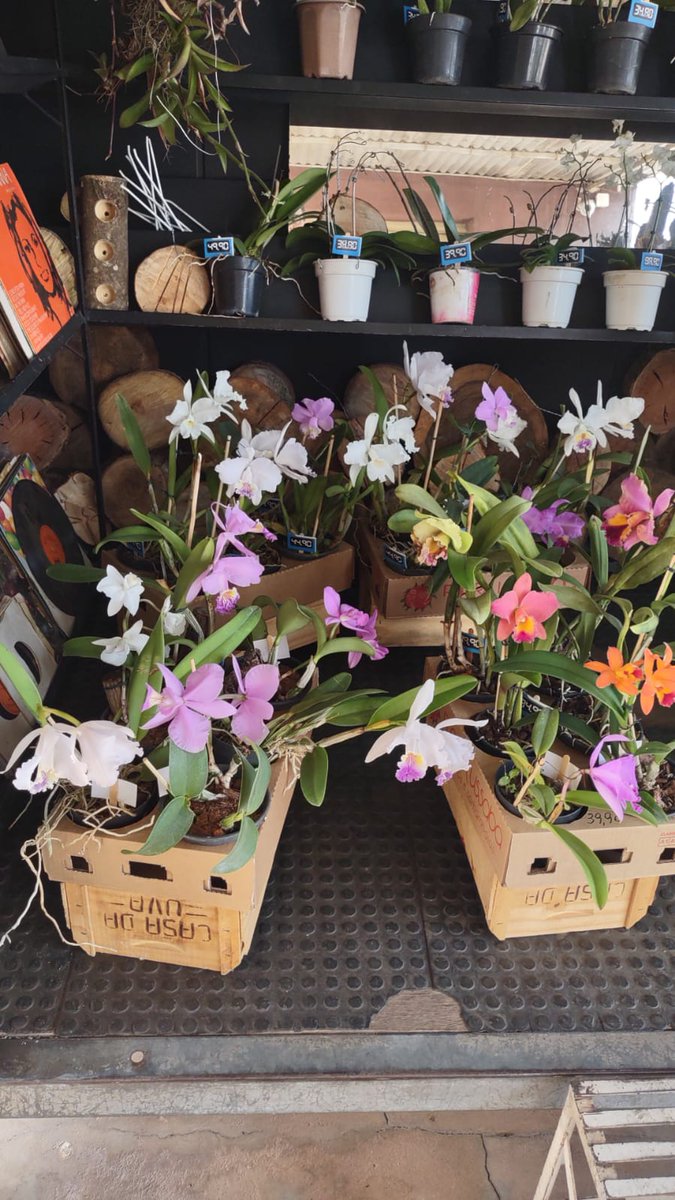 CacadorL's tweet photo. orquídeas: Venha ver nossas Orquídeas... Whats: 19 9 8407-3337 https://t.co/TJb4tqUmv2 
Marcadores: nossas, orquídeas, sp, sumare, Sumaré, sumaré sp, venha, venha ver nossas orquídeas, ver https://t.co/3lsBmCPkBL