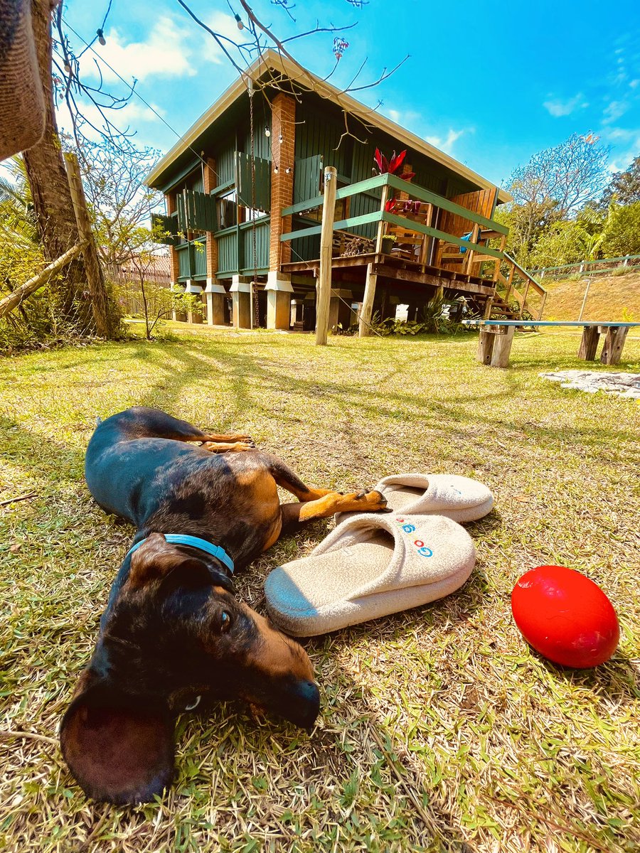 Monicathonorato's tweet photo. Dog on vacation ✌🏾 https://t.co/ltBuWVmth5
