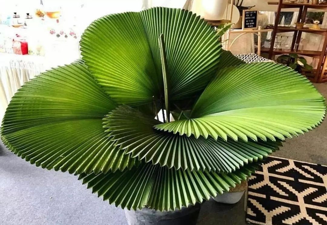 HobbyistPlant's tweet photo. The Licuala orbicularis is stunning 🌿 https://t.co/nczLkBgp1C