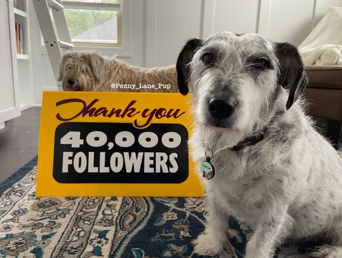 I don’t usually post about followers, but my dear fren, Canadian Penny, sent me dis beautiful sign dat her grandpaw painted! 

We hope we can continue to make you laugh, smile, and feel wuved! ❤️
#dogsoftwitter #pennylane