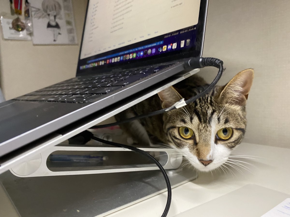 ねこまる (@nekomaru_wide) / Posts / X