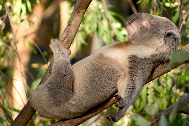 OraundR's tweet photo. FUN FACT
Male Koalas don't chase females. Instead, usually between 12am-3am, they lay back, make themselves comfortable, and "bellow" loudly at any females in the area to come and join them. https://t.co/sBMh1CJVCh