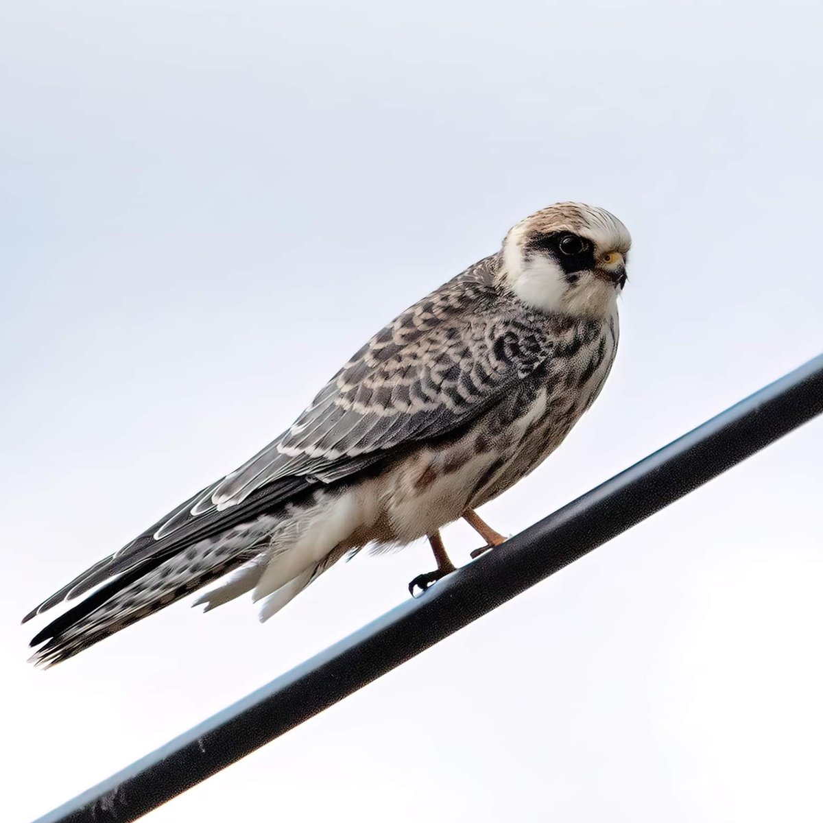Punajalkahaukkoja on nyt runsaasti. Muulloin aika harvinainen vieras Suomessa.Falco vespertinus #punajalkahaukka #haukat #falcons #birdpgotography