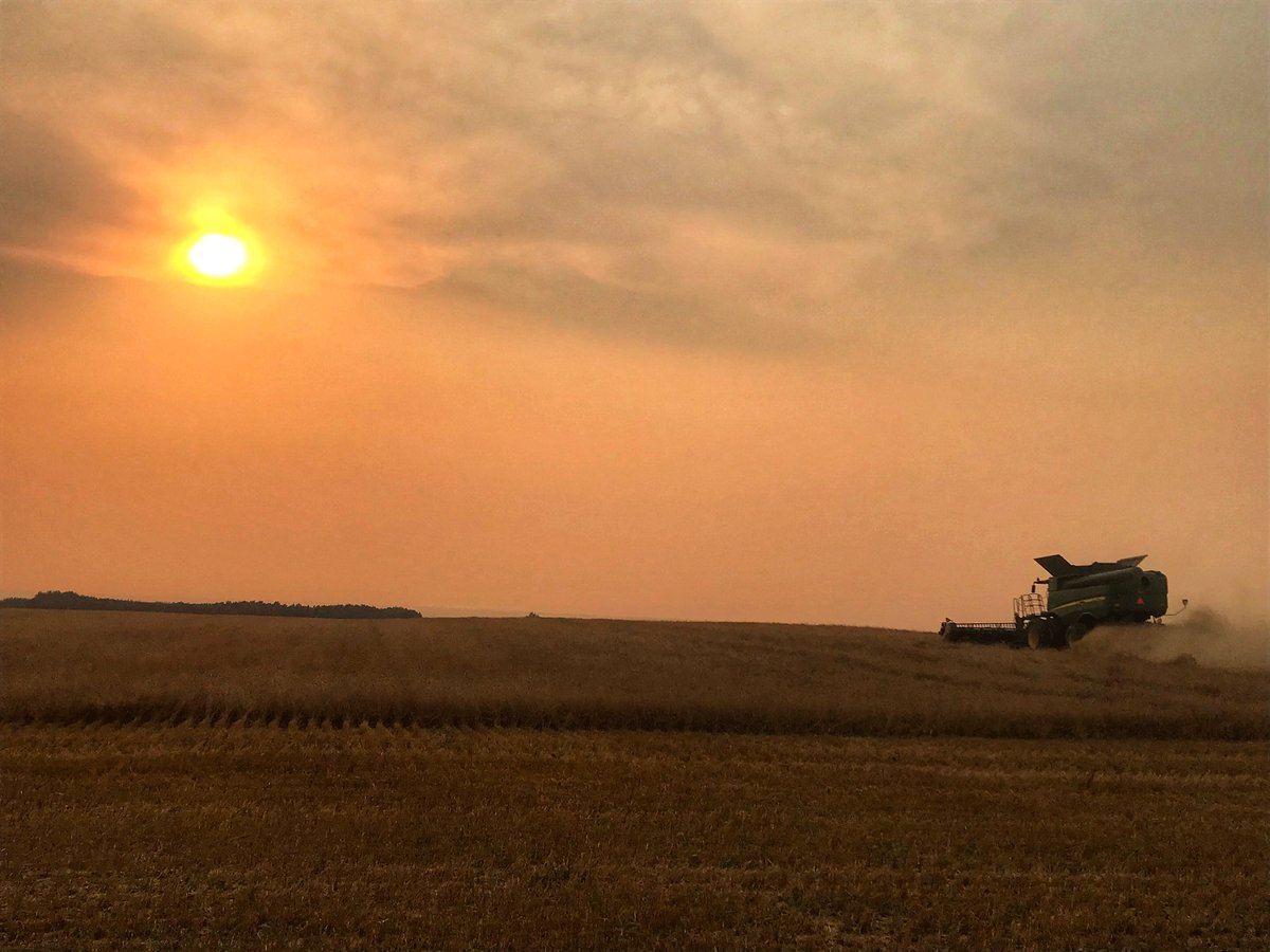 Last night after supper. 🥰
#millardfarms
#harvest22