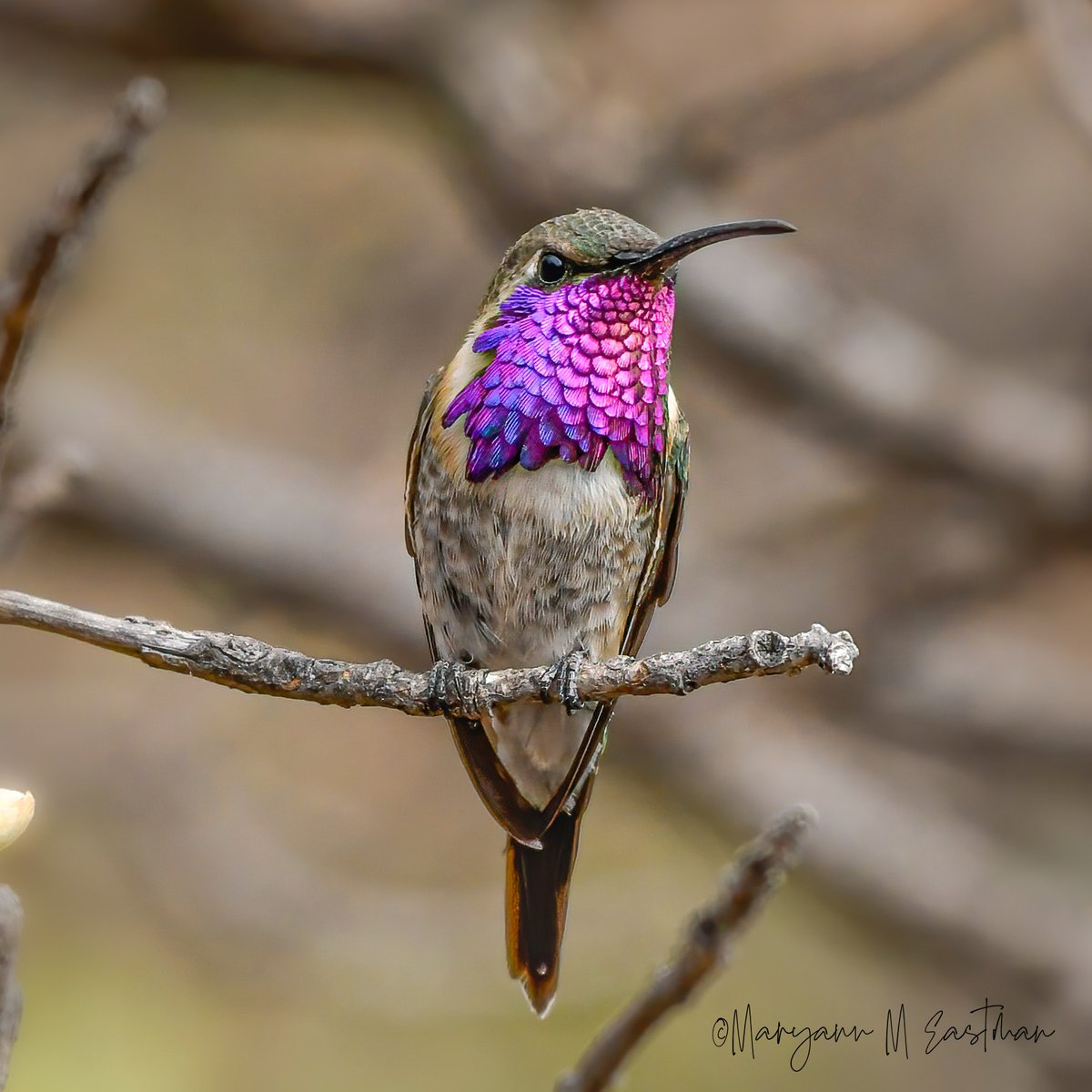 BirdWatchDaily's tweet photo. #PhotoOfTheDay: Maryann Eastman shared this image of a Lucifer Hummingbird to our Backyard Gallery. 
https://t.co/xBUScwM8ct
#LuciferHummingbird #BackyardBirds #Hummingbirds #BirdOfTheDay https://t.co/MmQ4Xm9H3N