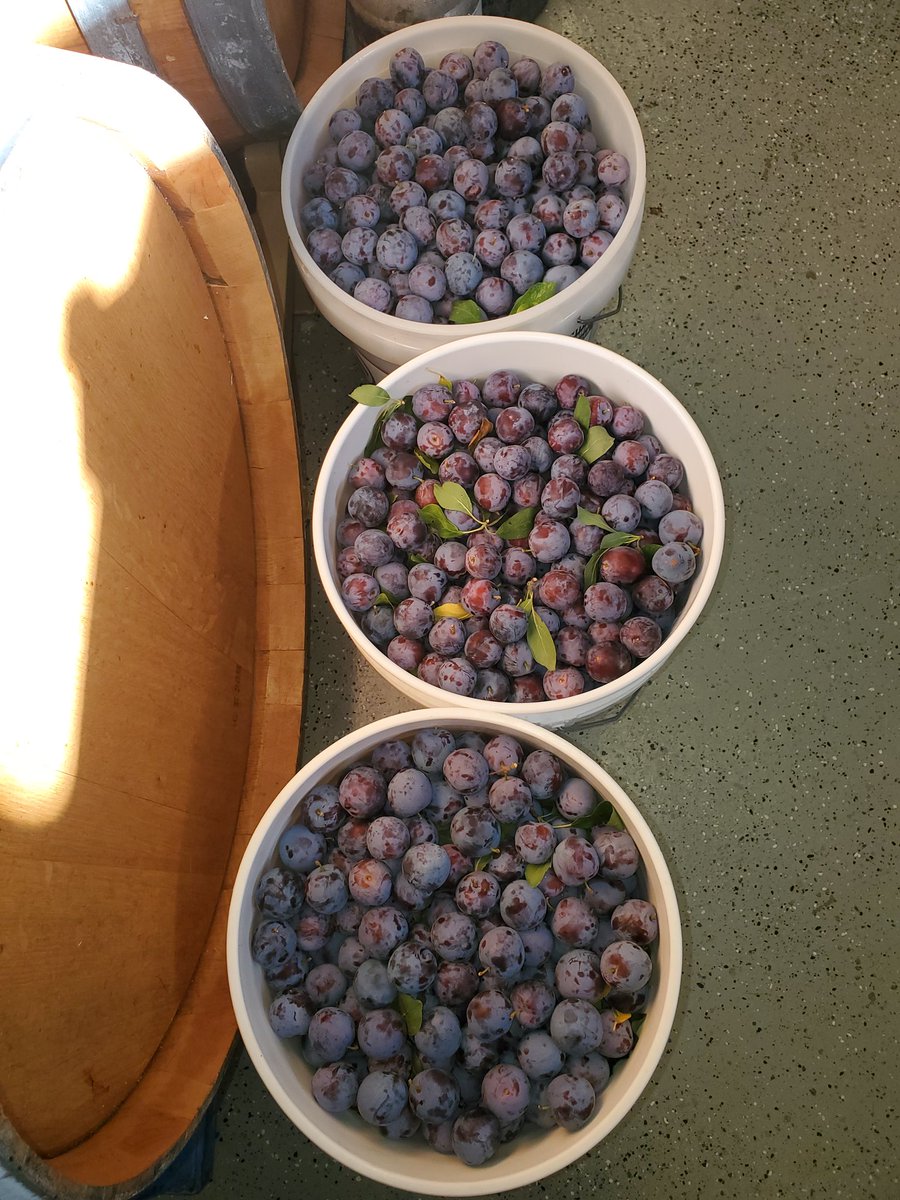 huntersmoonmead's tweet photo. Picked big purple plums yesterday! Going back for more tomorrow. #FreeFruit!
#DrinkDifferent
#MeadMe!° https://t.co/rBAxkfesIc