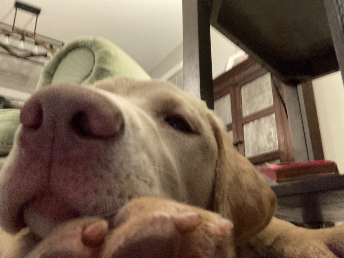 chuckecheeseman's tweet photo. my dog named burt reynolds (actually) https://t.co/Kpq6Kwbq6b