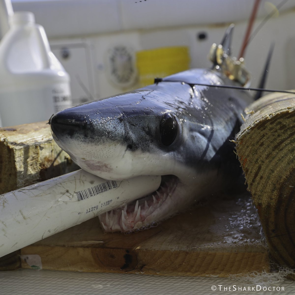 TheSharkDoctor's tweet photo. What a successful two days in #montauk!  17 sharks, caught, tagged and released!  To top it off, yesterday we went looking for #whitesharks and didn’t catch any but with just one minute left, our other target showed up - #shortfin #makoshark pups!  This little guy measured just… https://t.co/aC34Xv1Ndo