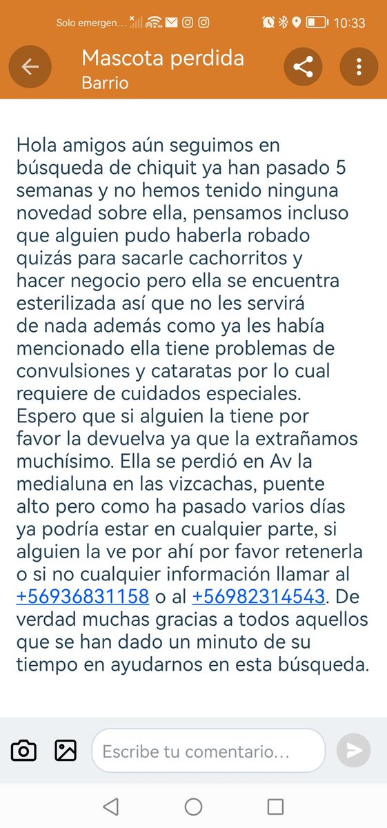 Chiquitita sigue perdida, se perdió en av medialuna las Vizcachas, +56 9 3683 1158 más info en la foto