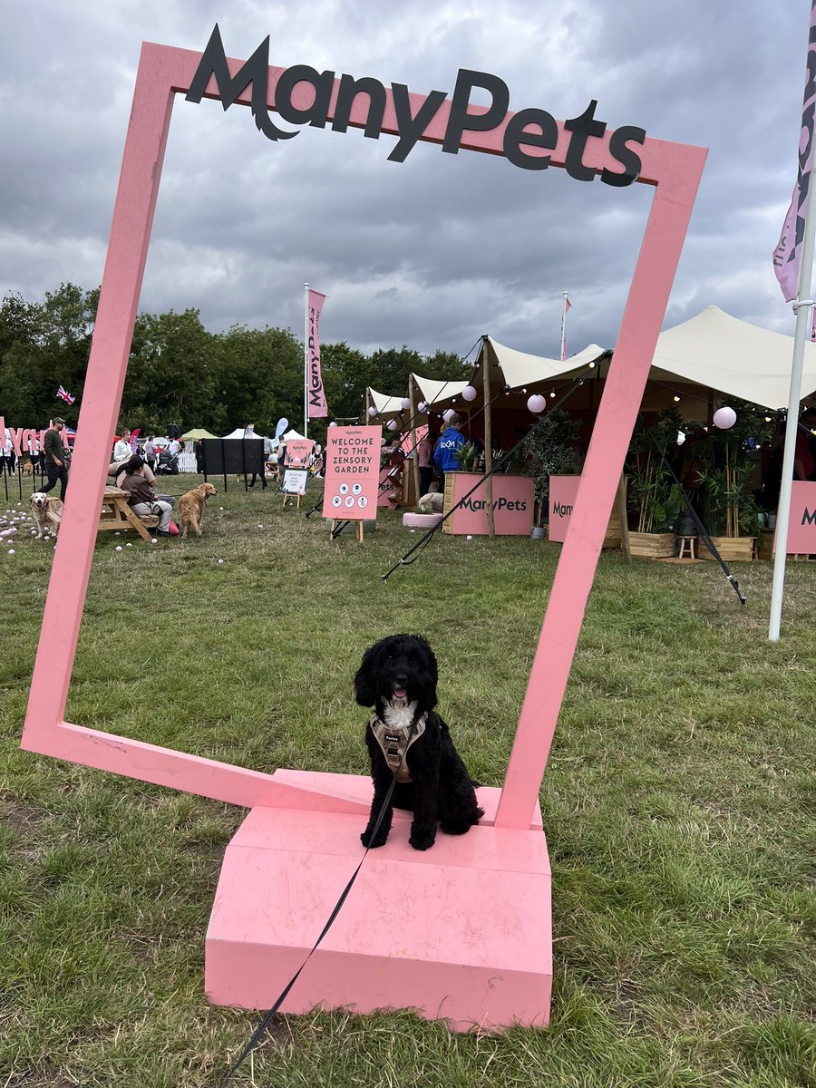 ElliseMitchell's tweet photo. Buzz had the best time at @DogfestUK 🐶 #DogFest #Cockapoo #ManyPets #Edinburgh https://t.co/RF81zNevmG