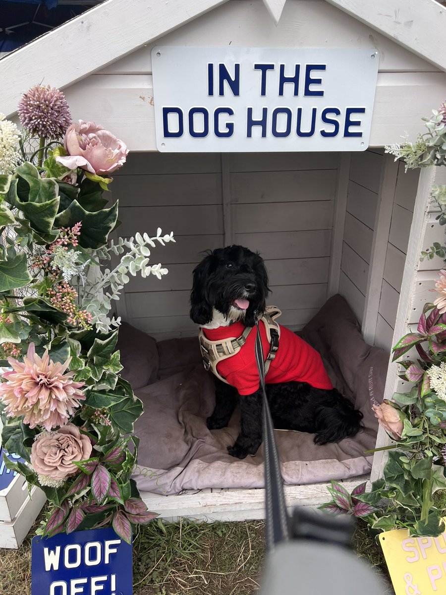 ElliseMitchell's tweet photo. Buzz had the best time at @DogfestUK 🐶 #DogFest #Cockapoo #ManyPets #Edinburgh https://t.co/RF81zNevmG