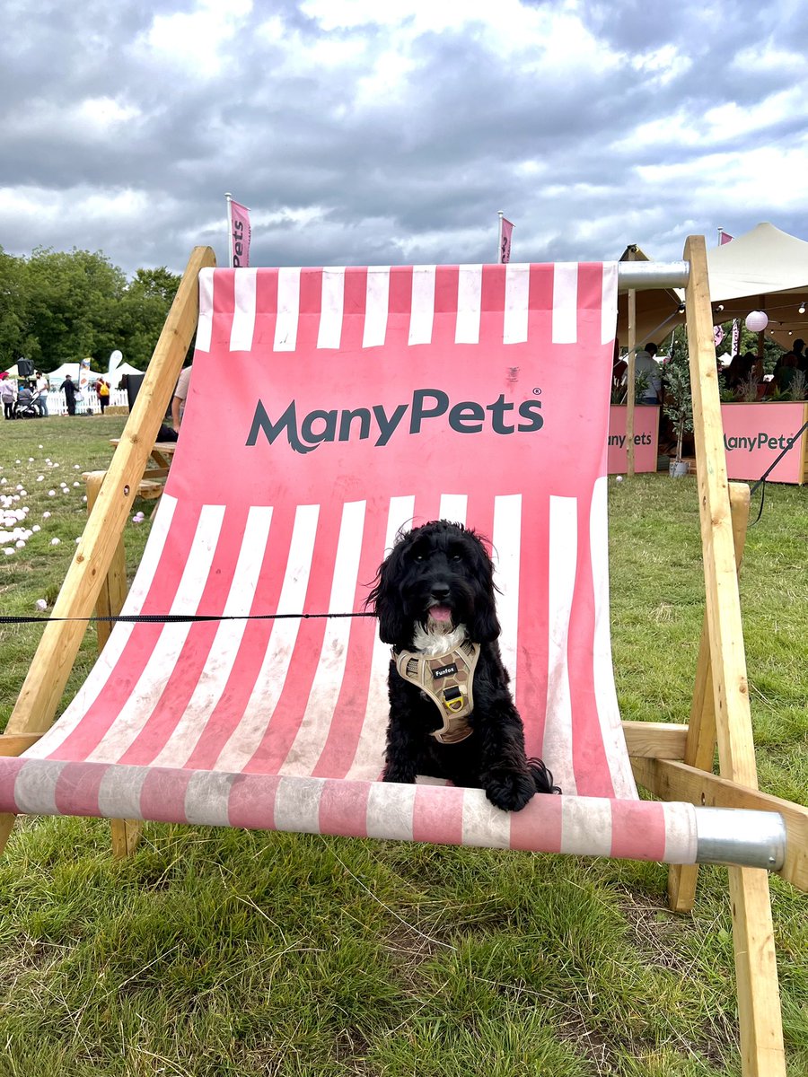 ElliseMitchell's tweet photo. Buzz had the best time at @DogfestUK 🐶 #DogFest #Cockapoo #ManyPets #Edinburgh https://t.co/RF81zNevmG