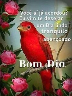 SNatalinas's tweet photo. Bom dia, #NatalLovers! https://t.co/m9SWyywyJA