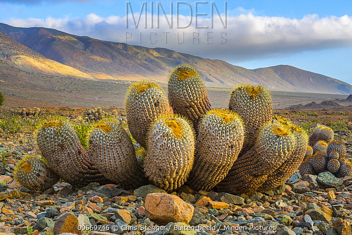 Ok, também quero falar do Chile:

Copiapoa é um gênero de cactos, endêmico do Chile, que cresce particularmente no deserto do Atacama.

E que pode estar AMEAÇADO DE EXTINÇÃO pelo comércio ilegal (a gente fala muito do tráfico de animais selvagens, mas o de plantas também existe)