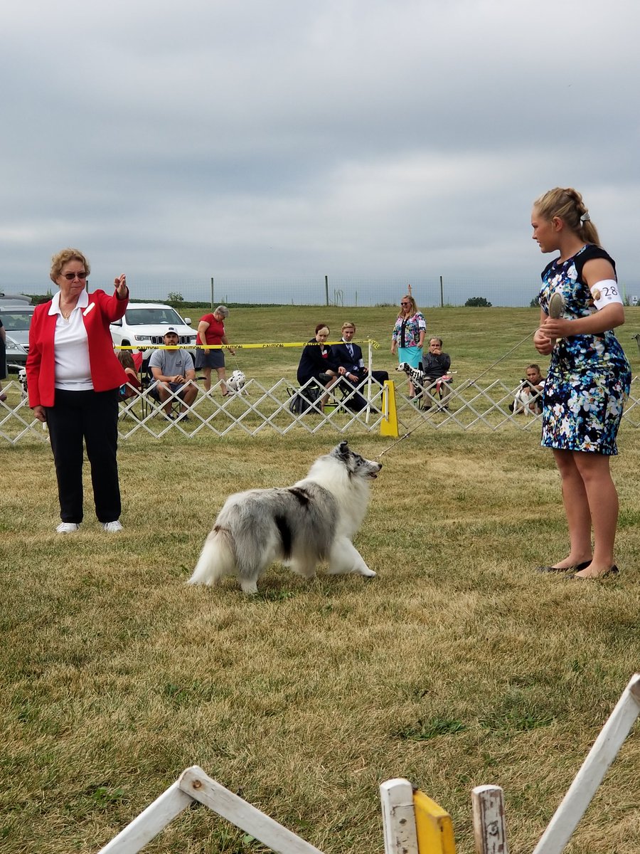 What doesnt this kid do?!? #shetlandsheepdog #akcjunior #dogshows #juniorhandler #sheltie