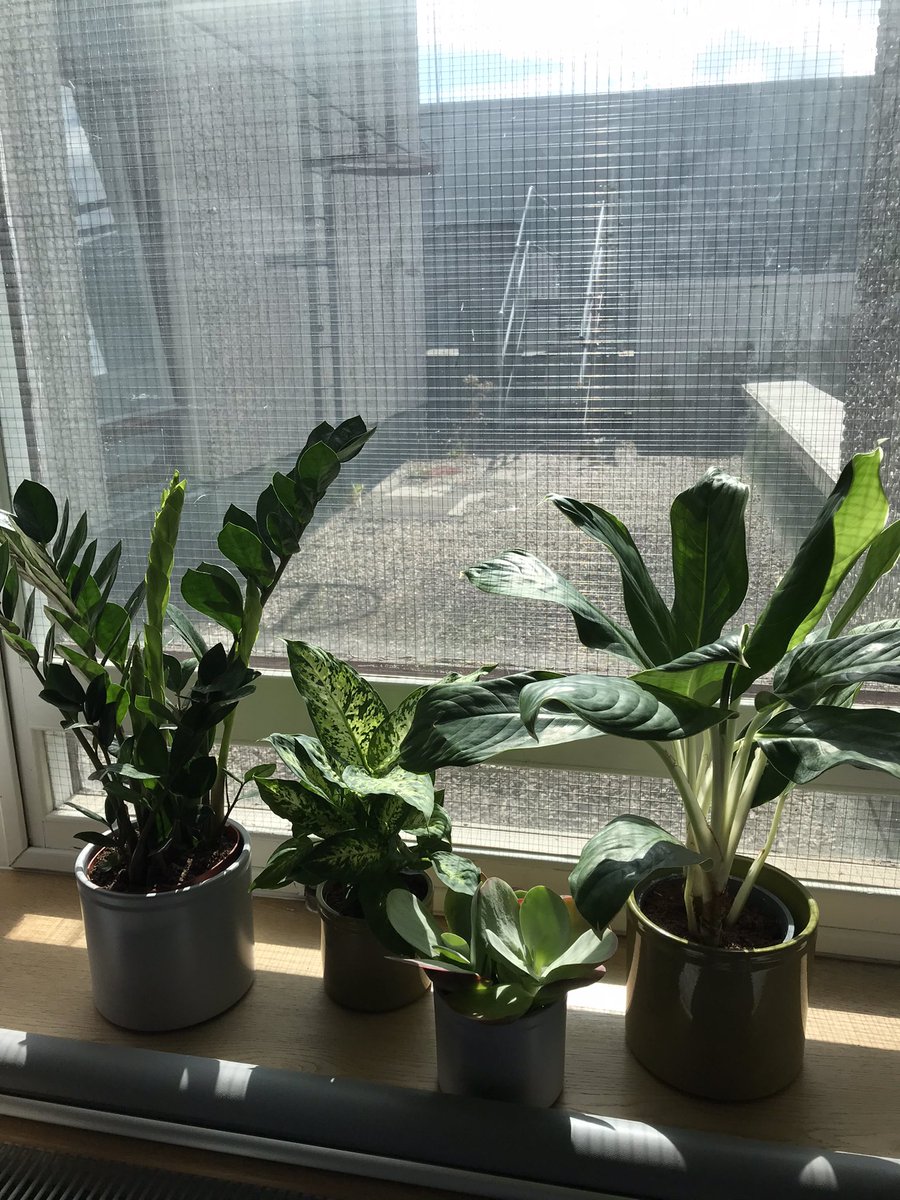 VickiTully1's tweet photo. Bringing plants into our classrooms @UoDMedicine Could this be the start of our Nature based hospital? @NHSTayside https://t.co/Vddr43HjpN