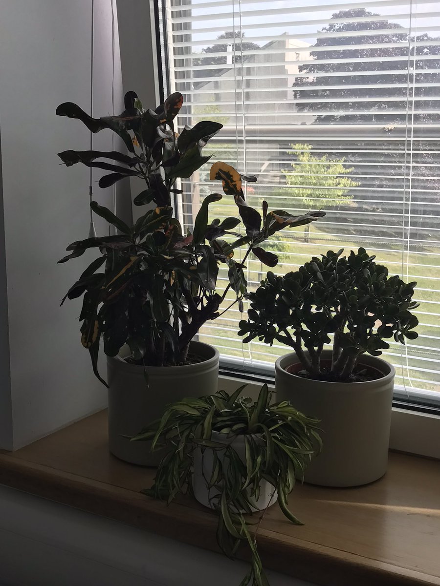 VickiTully1's tweet photo. Bringing plants into our classrooms @UoDMedicine Could this be the start of our Nature based hospital? @NHSTayside https://t.co/Vddr43HjpN