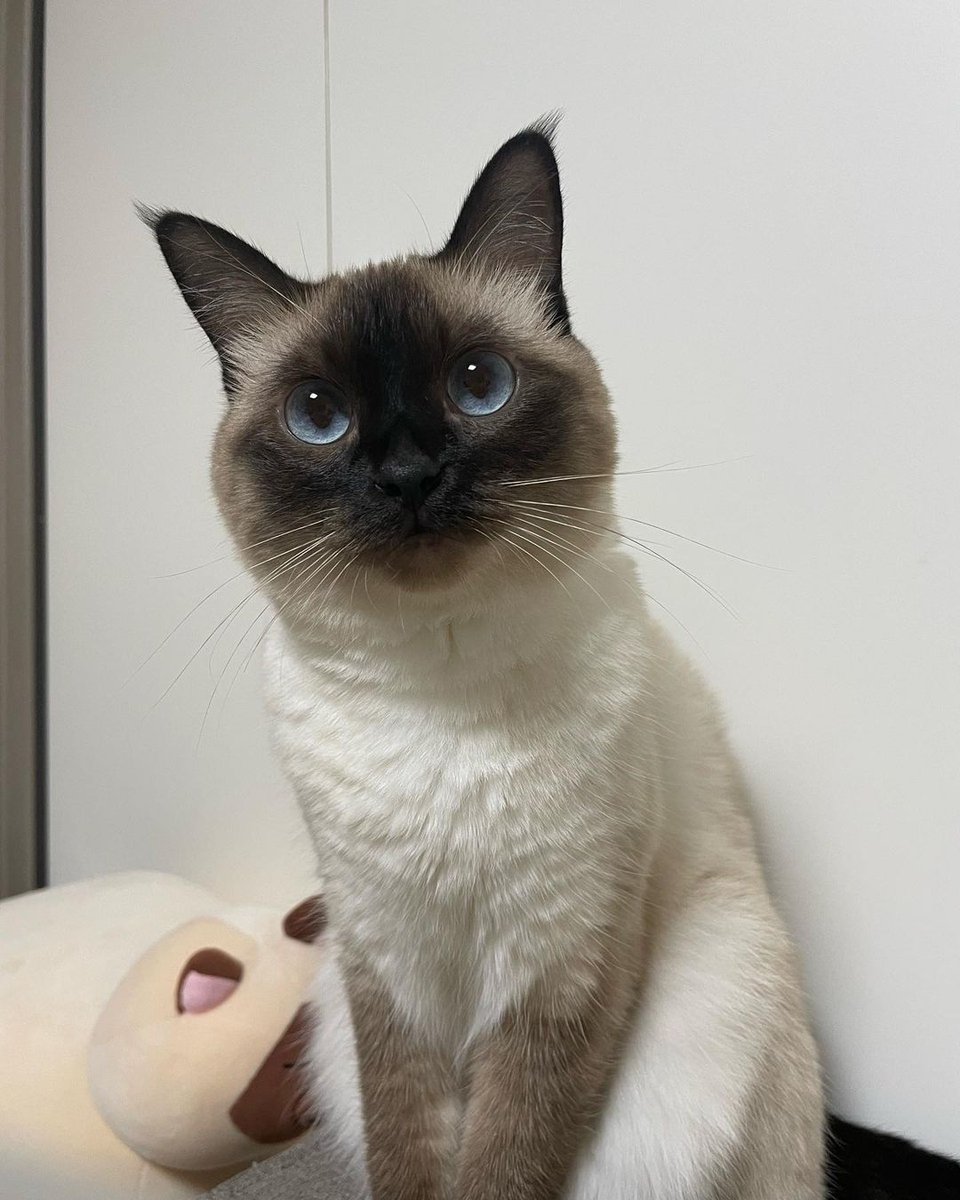 _siameselover_'s tweet photo. Beautiful 🥰❤️‍🔥 

#siamese #CatsOnTwitter https://t.co/QeWxv6GJu3