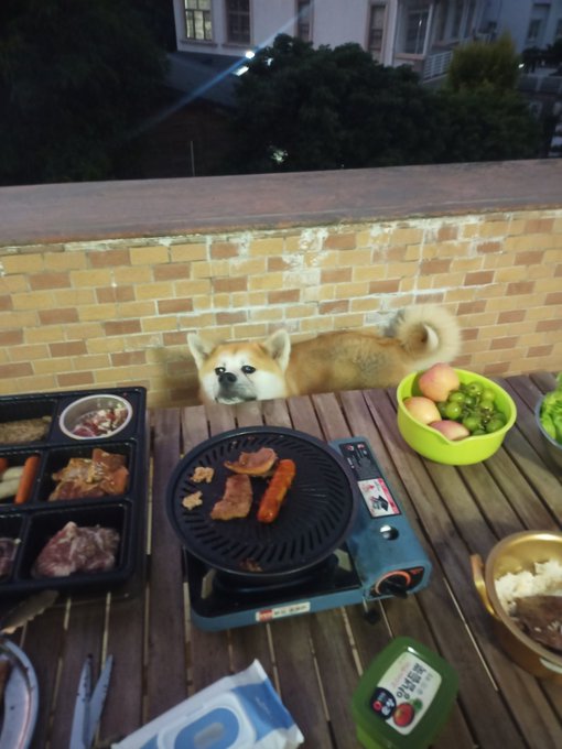 Facai and Momo were extremely enthusiastic dinner companions tonight😁 https://t.co/pwATzbQdMn