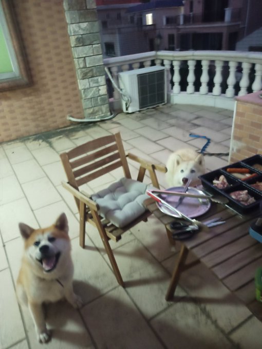 Facai and Momo were extremely enthusiastic dinner companions tonight😁 https://t.co/pwATzbQdMn