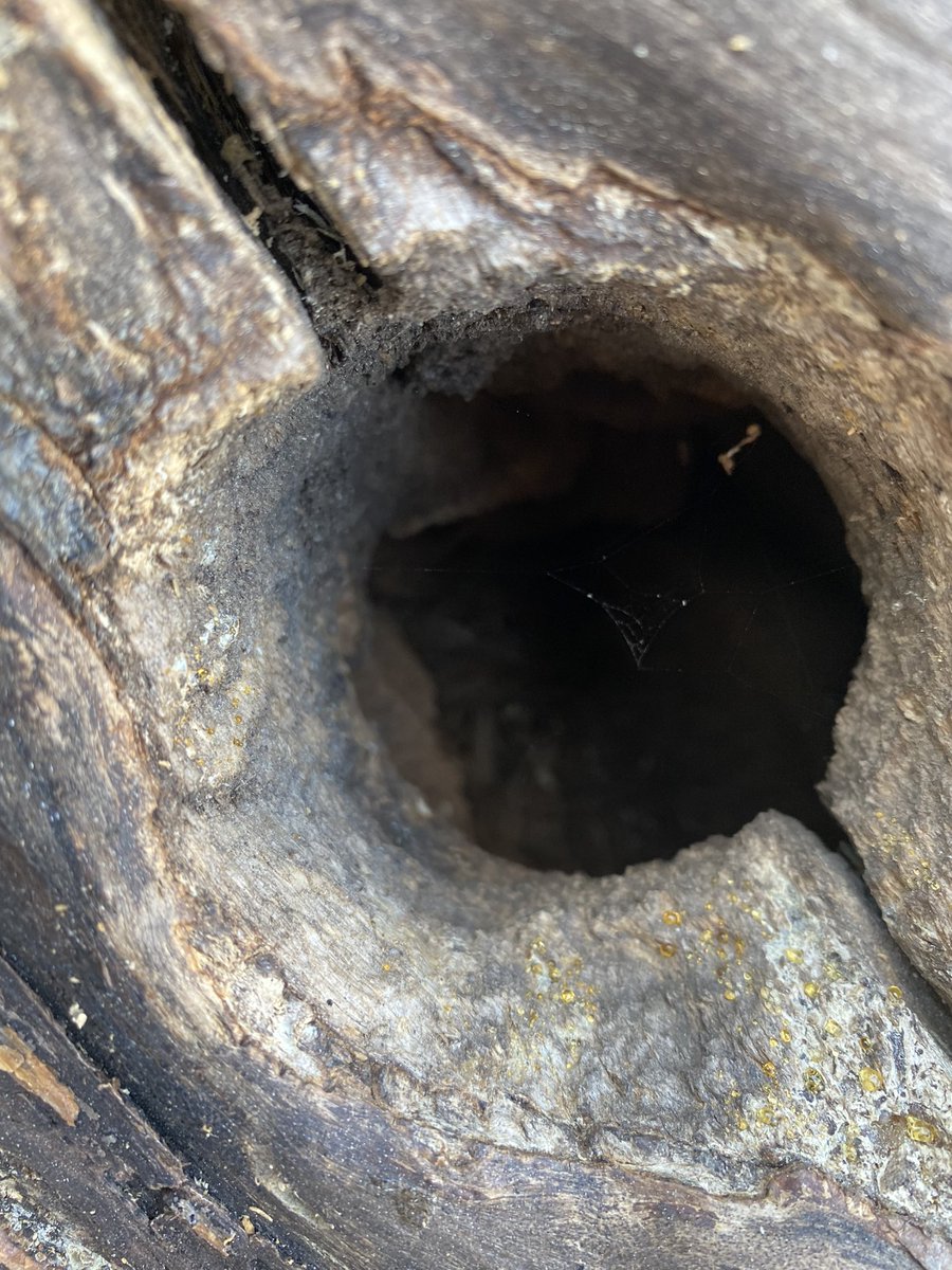 en_el_sendero's tweet photo. Hoy, lunes de foto, para proyecto @mongeleon , tema #Círculo
Entrada de una casa de pájaro carpintero en un pino. #36de52 https://t.co/UybpQuRFOL