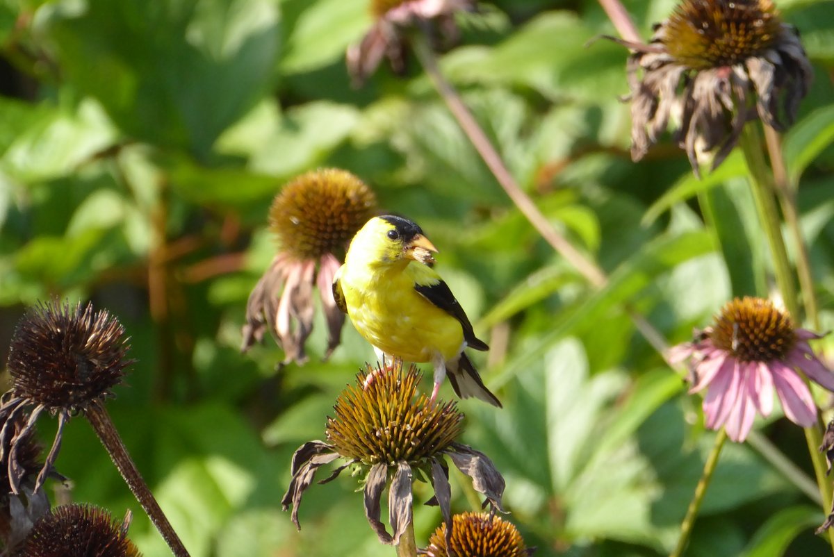 BirdMonitors's tweet photo. Can you spare a few hours one morning a week to help us rescue  birds? CBCM is having hands-on volunteer training sessions the mornings of September 10, 11, 17, and 18. We will also have evening trainings on September 22 and 26. Call 773-456-2473 to register. https://t.co/j9iCxnyePf