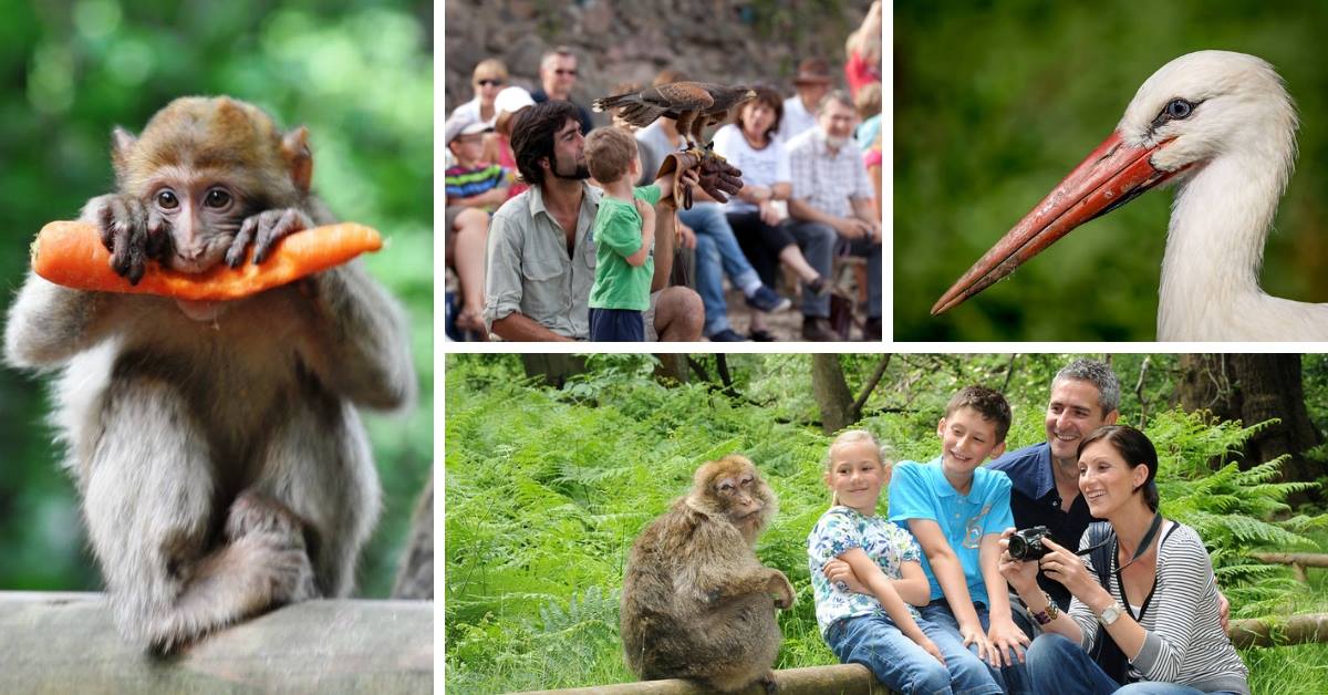 C'est la rentrée mais vous pouvez encore profiter du soleil les mercredis et les week-ends ! Pourquoi ne pas faire qq visites en famille?🐒🦅☀😎

ℹ️ Pensez aux MiniPass 24h !
ℹ️ une réduction de 12% avec le code promo “week12” !

➡pass-alsace.com/boutique
#Alsace #VisitAlsace