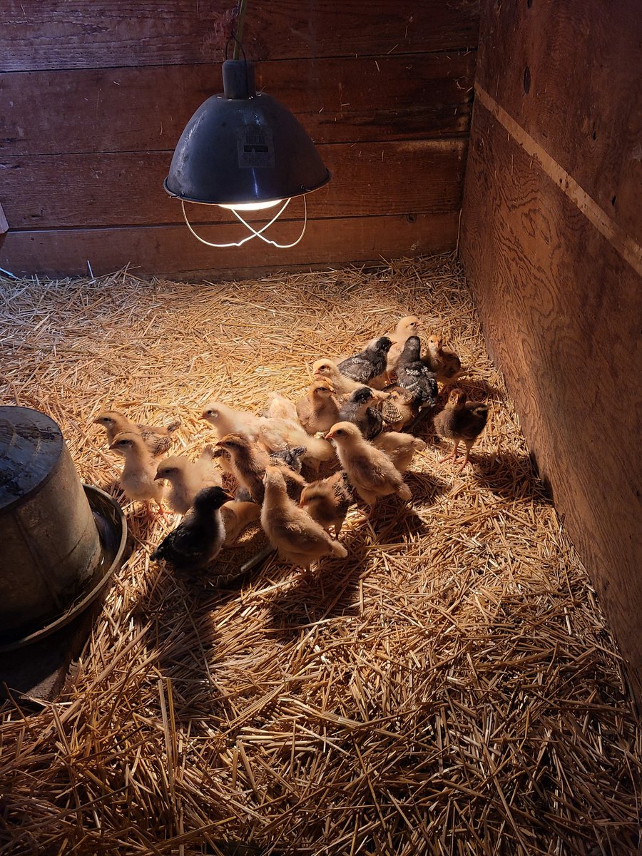 Leif Bakken tweet media