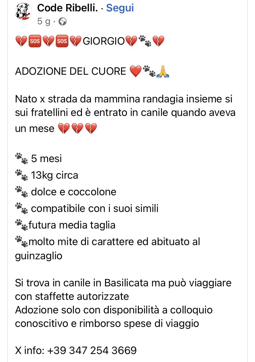 pattyfra1's tweet photo. GIORGIO, nato da mamma randagia ed entrato in canile a 1 MESE! Ora ne ha 5 ed è un gioiello di cane. È in Basilicata e DEVE trovare casa! 🙏tanti RT per lui, non spegniamogli la gioia di vivere 🙏🆘🆘🔁🔁🏡🐾🍀📍INFO nel Tweet ⤵️📍#5settembre #adozionecani 🙏🏡🍀 https://t.co/U0F8Q5hZxF