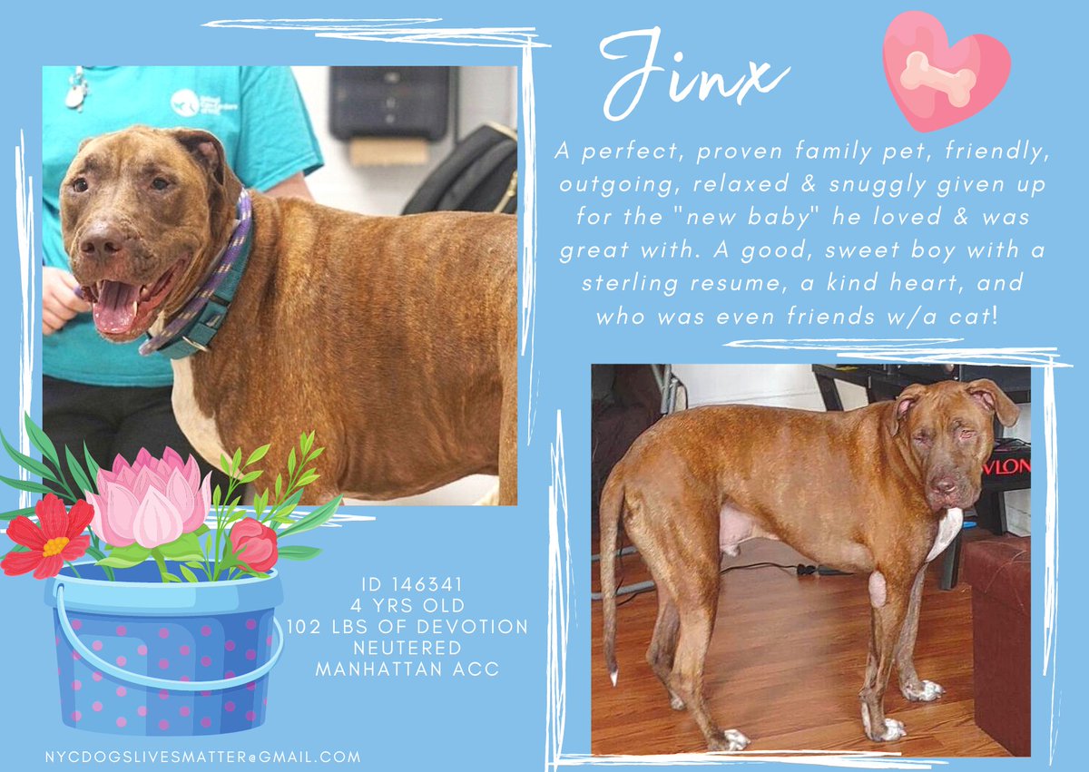 ckarr2's tweet photo. They promised JINX forever but it was a lie. This sweet, most gentle soul was discarded when the human baby, whom he loved, arrived. There isn't a single thing he did wrong, not one issue w/behavior, he just didn't matter any more so let him die. SCUM.
He's adoptable, #SaveJINX https://t.co/PwKA8M1zUE
