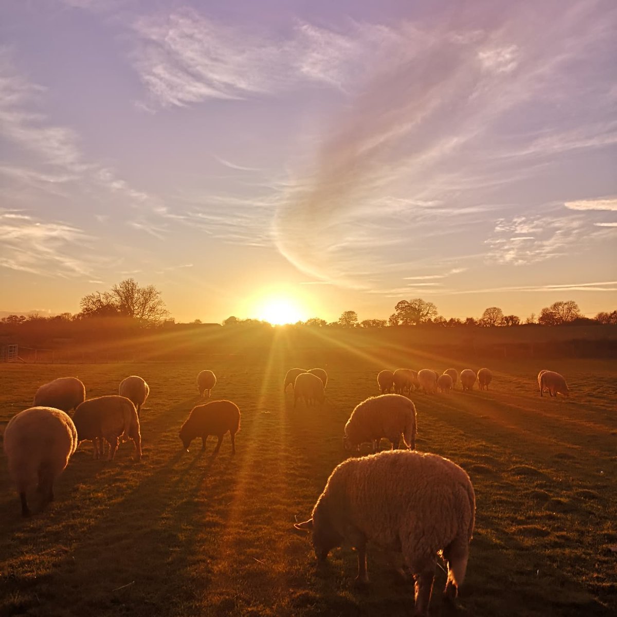 We love this pic of our precious flock at sunset 🌄 They go to their cosy barn when evening comes, & wake in the morning, knowing that they are safe & loved, & that only respect & gentleness lie ahead 🐑💛
#BestWarwickshire
#Warwickshire 
#StratfordUponAvon