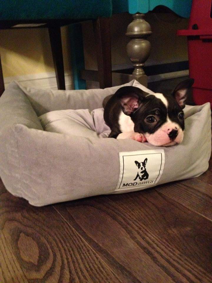 Dunbizz's tweet photo. @bterrierdogs https://t.co/jUOTn056kH