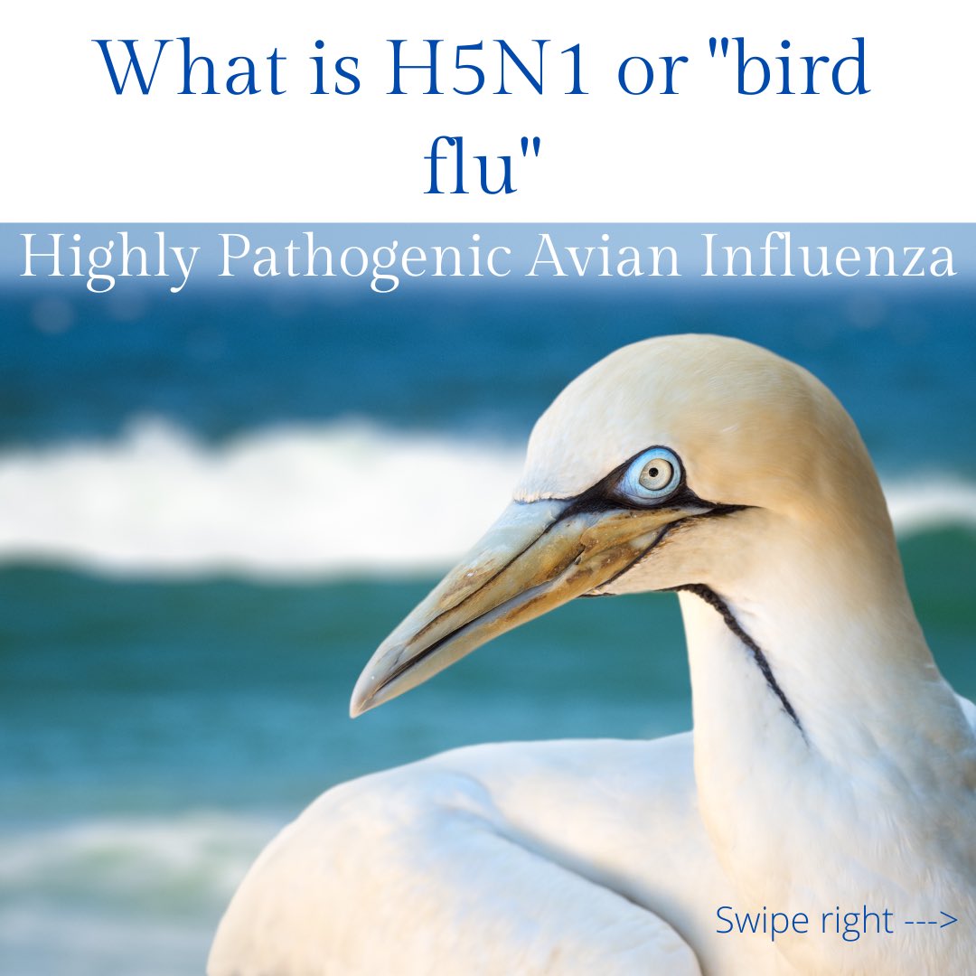 ORCA_Ireland's tweet photo. ORCA Ireland are deeply concerned about the outbreak of Avian Flu. Please report all dead seabirds to @agriculture_ie and to the @ObserversApp! Read full blog here: https://t.co/ZGRKOhZKEN #AvianFlu #BirdFlu #Gannets https://t.co/eybDyRFGgw