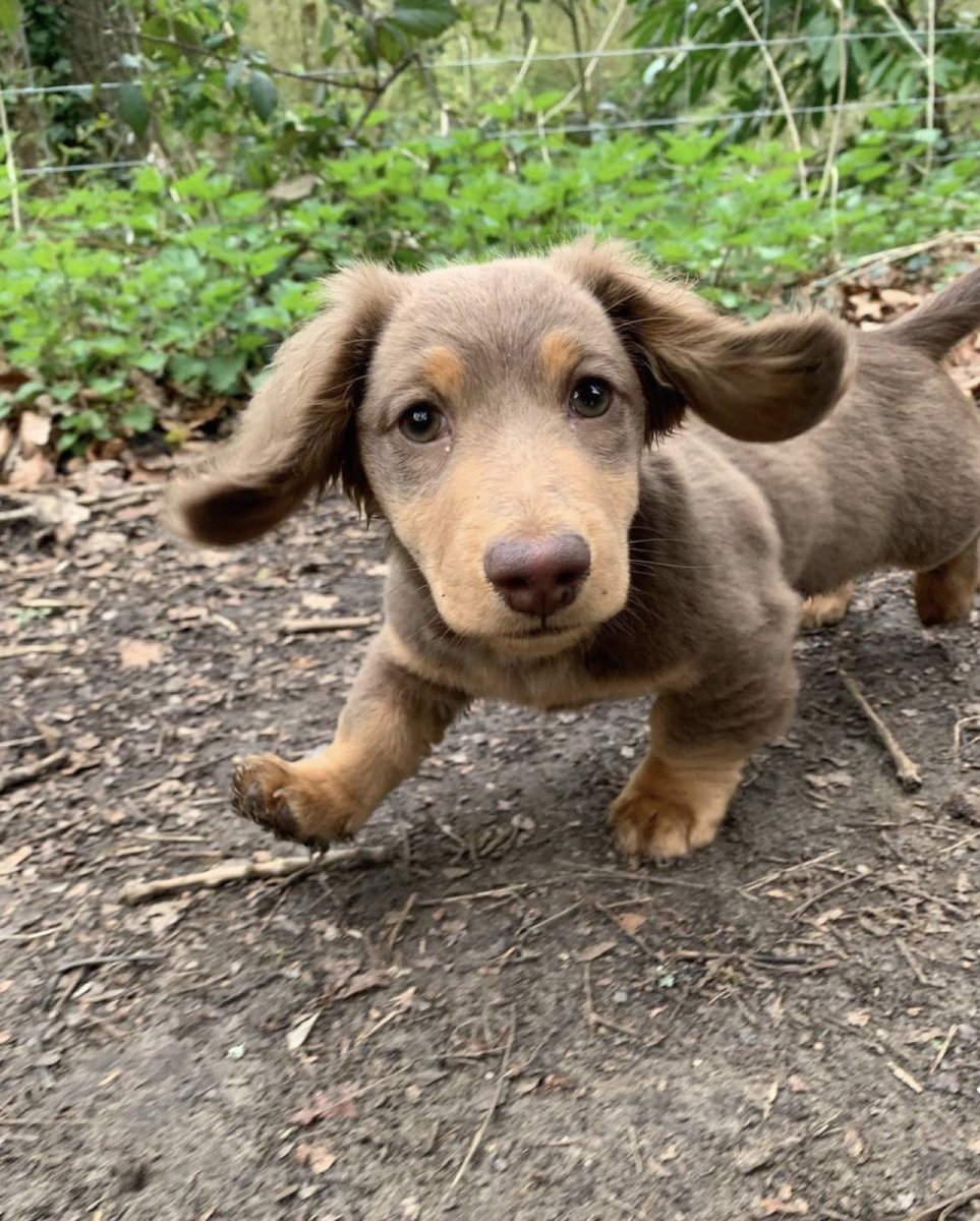 WeRateDogs On Twitter for Your Consideration 