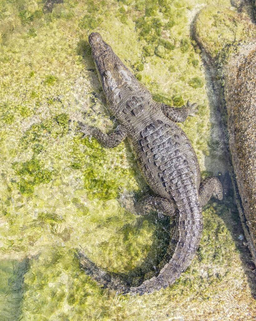 Cocodrilo de pantano descansando en la costa yucateca. 
.
.
#dronephotography #droneshots #djiglobal #djicreator #djimexico #soydjimexico #natgeoyourshot #yourshotphotographer #tufotonatgeo #visityucatan #yucatanturismo #yucatanescolor #365díasenYucatán instagr.am/p/CiIR_cmrtAV/