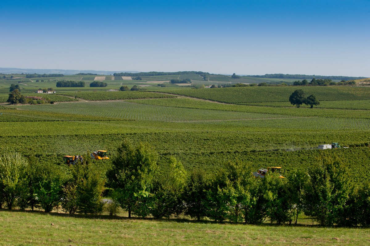 Les vendanges dans la région #Cognac devraient commencer dès cette semaine. Dans un contexte #climatique exceptionnel, nos viticultrices et viticulteurs sont encouragés à démarrer au plus vite pour maintenir la #production de Cognac à un niveau satisfaisant.

Photo Serge Detalle