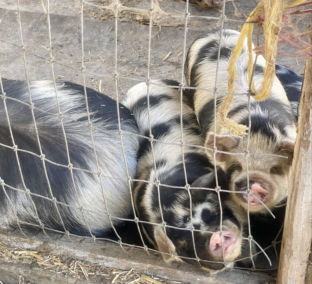 Bay Area Green Tours, 501c3🌱 tweet media