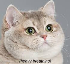 alexiogrenier's tweet photo. THE MOMENT HAS COME !
COULD NOT BE HAPPIER! 😳💜
#ondelivery #shescoming #AlitaSequel #alita99 #omg #heavybreathing #keepcalm https://t.co/85IRfD6Zfy
