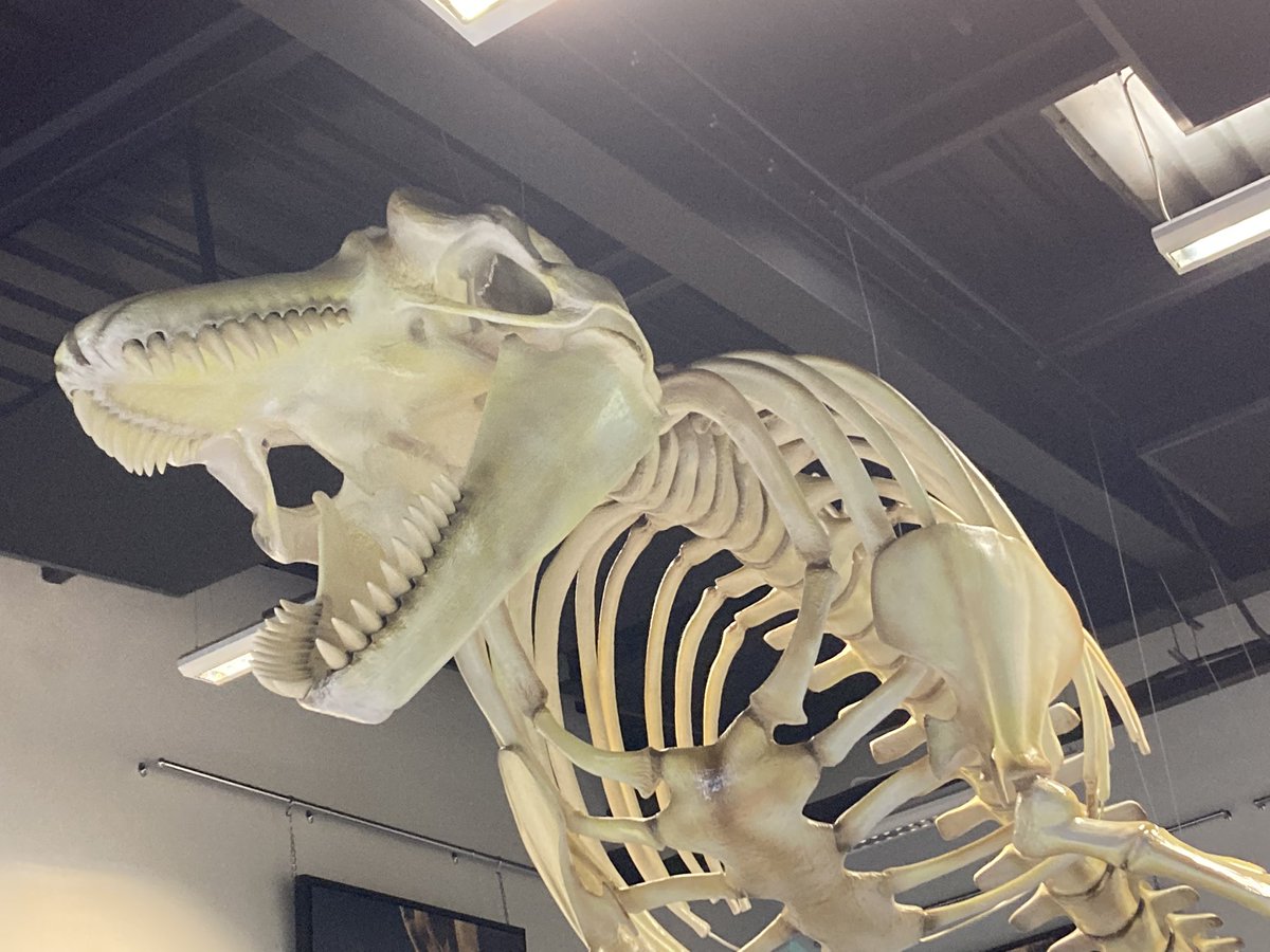 Wellington STE tweet media